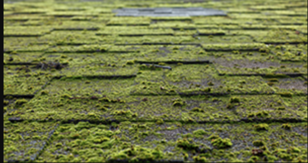 Moss on roofs